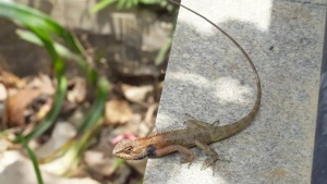 Monsoon Reptile Invasion: How to Safeguard Your Garden and Keep Unwanted Critters Away