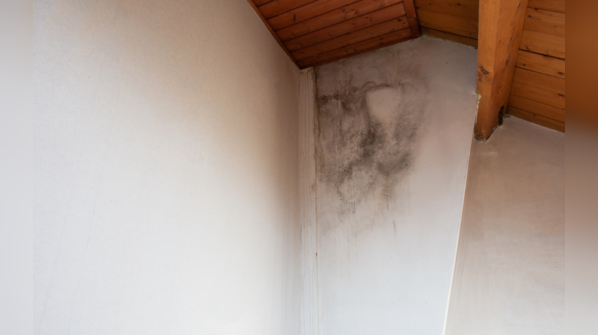 Mold Growth due to High Moisture